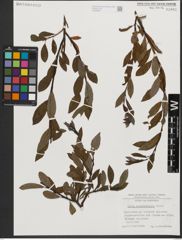 Foto von Salix waldsteiniana Willd.